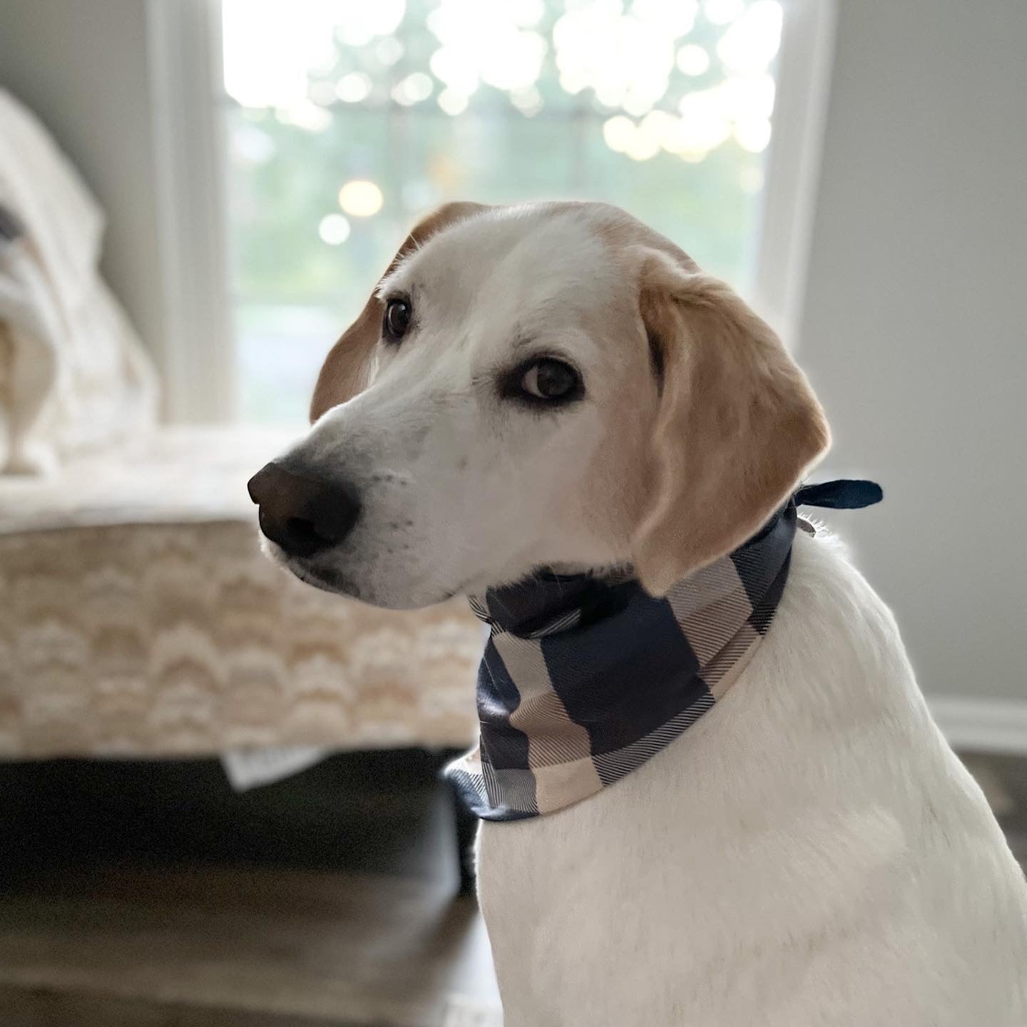 Blue Plaid